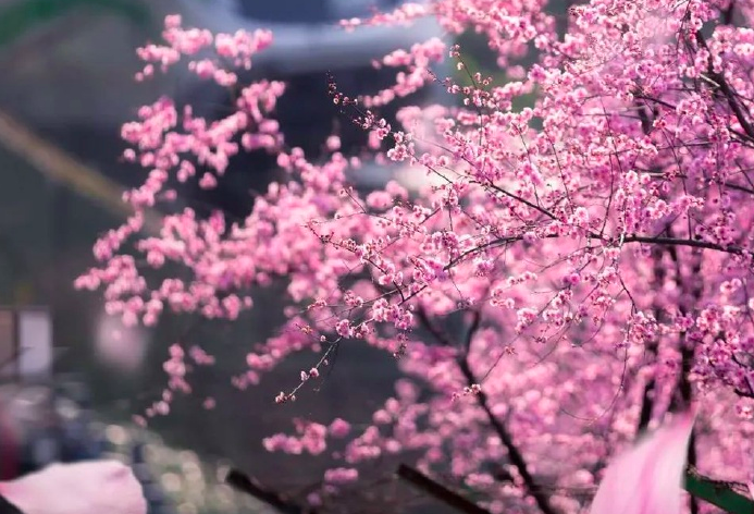 AG���˹���(�й�)�ٷ���վ